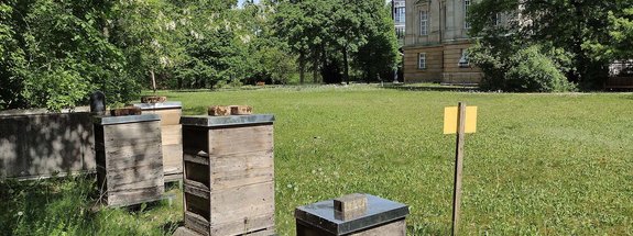 Im Garten des Bundesfinanzhofs stehen Bienenstöcke auf der Frühlingswiese unter maigrünen Bäumen.